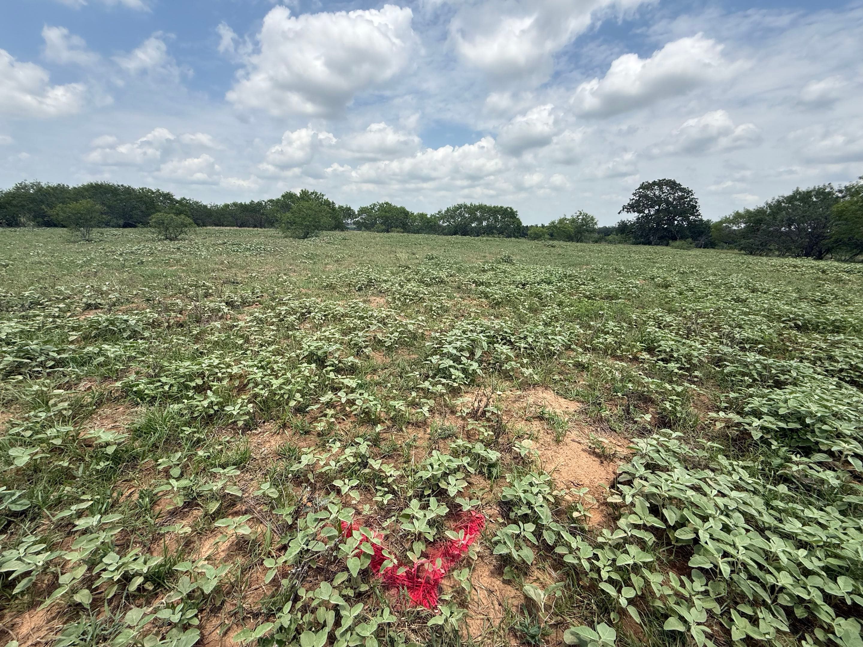 Surveyed lot with red marking in open field near Seguin Texas — land ready for custom home construction