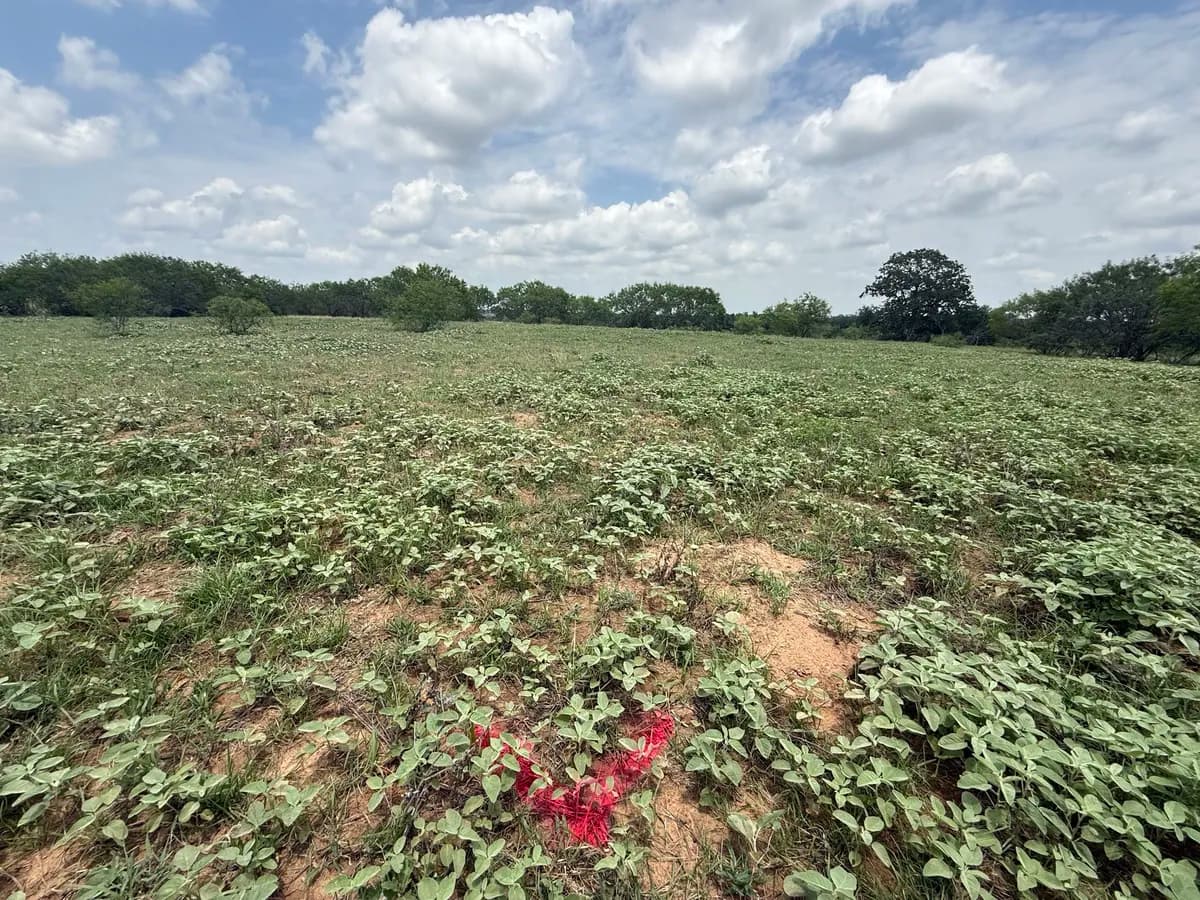 Surveyed lot with red marking in open field near Seguin Texas — land ready for custom home construction